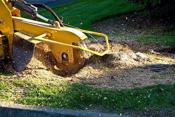 Best Hedge Trimming  in Brownsville, FL